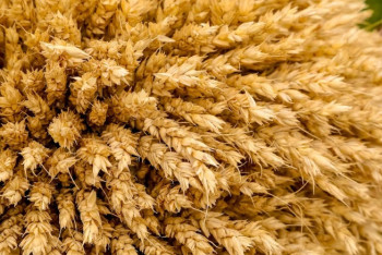 Фотография к новости: «Бағаны тұрақтандыру үшін Ресейден аламыз». Министр астық экспорты жайлы