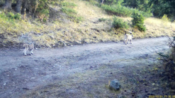 Фотография к новости: Түркістан сілеусіні фототұзаққа түсіп қалды