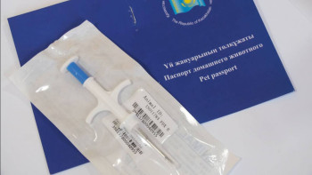 Фотография к новости: Алматыда 1 қарашадан бастап үй жануарларын тегін чиптеуге болады