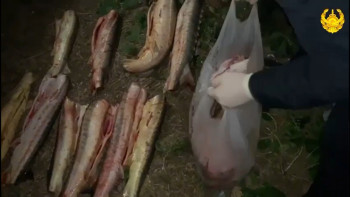 Фотография к новости: Атыраулық полицейлер 100 келіге жуық бекіре балығын тәркіледі