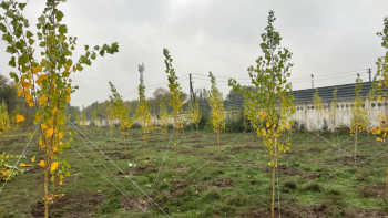 Фотография к новости: Алматыда күзгі ағаш отырғызу жұмыстары жүргізіліп жатыр