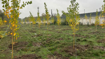 Фотография к новости: Алматыда күзгі ағаш отырғызу жұмыстары жүргізіліп жатыр