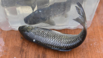 Фотография к новости: Есіл өзеніне ақ амурдың 100 мың шабағы жіберілді