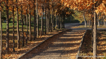 Фотография к новости: Алматыда қандай ағаштар отырғызылады