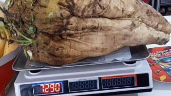 Фотография к новости: Алакөл ауданында алып қызылша өсірілді