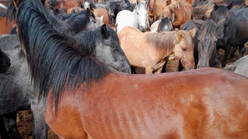 Фотография к новости: Ақтөбеде ауыл тұрғынының 130 жылқысы жоғалып кеткен