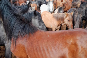 Фотография к новости: Ақтөбеде ауыл тұрғынының 130 жылқысы жоғалып кеткен