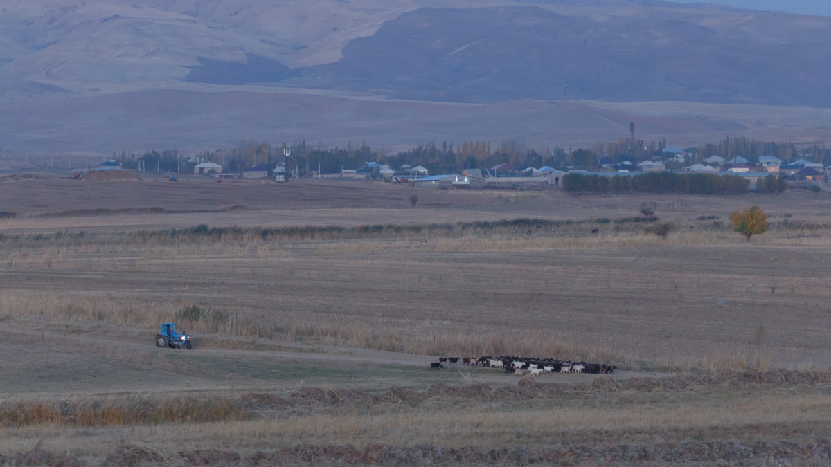 Түркістан облысында жер учаскелері саяжай құрылысына заңсыз берілген