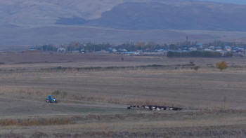 Фотография к новости: Түркістан облысында жер учаскелері саяжай құрылысына заңсыз берілген