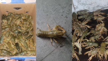 Фотография к новости: Биыл ШҚО-да браконьерлер 5 тоннаға жуық шаян аулаған