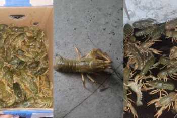 Фотография к новости: Биыл ШҚО-да браконьерлер 5 тоннаға жуық шаян аулаған