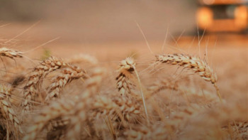 Фотография к новости: Абай облысында 45 830 тонна астық өңделді