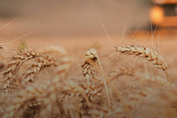 Фотография к новости: Абай облысында 45 830 тонна астық өңделді