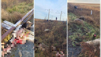 Фотография к новости: СҚО-да жүк пойызы 16 бас ұсақ малды жапырып өтті