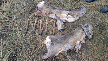 Фотография к новости: ШҚО-да заңсыз аң аулау фактісі анықталды