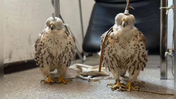 Фотография к новости: Шымкенттік тұрғыннан Қызыл кітапқа енген құстар тәркіленді