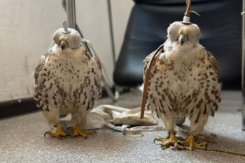 Фотография к новости: Шымкенттік тұрғыннан Қызыл кітапқа енген құстар тәркіленді