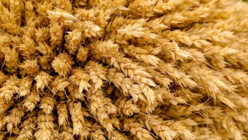 Фотография к новости: БҚО-да 302 мың тонна астық жиналды