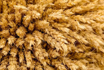 Фотография к новости: БҚО-да 302 мың тонна астық жиналды