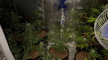 Фотография к новости: Ақмолалық азамат өзінің үйінде голландиялық қарасора өсірген