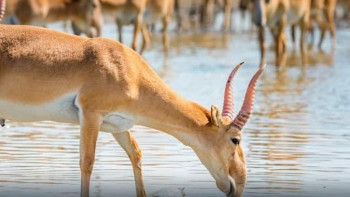 Фотография к новости: Киік еті 1200 теңгеден  болса да, сұраныс аз – БҚО әкімі
