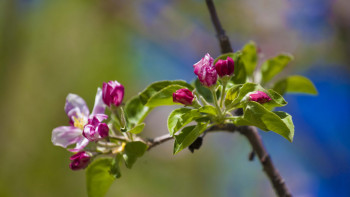 Фотография к новости: Павлодарда ағаштар бүршік жарды