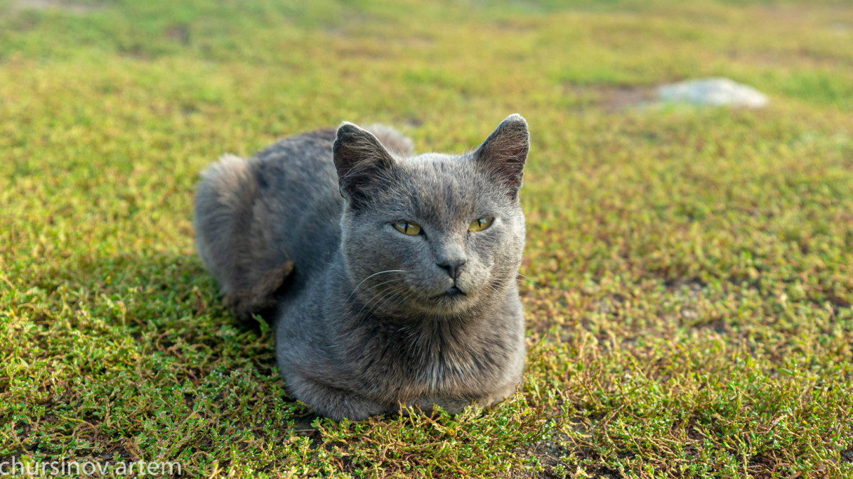  Артём Чурсинов  - архив