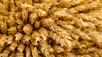 Фотография к новости: Павлодарлық диқандар күзгі жиын-терімді аяқтады