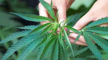 Фотография к новости: Жабайы қарасора 2 есеге көп жойылды - Жамбыл облысының прокуратурасы.