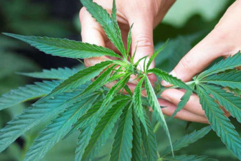 Фотография к новости: Жабайы қарасора 2 есеге көп жойылды - Жамбыл облысының прокуратурасы.