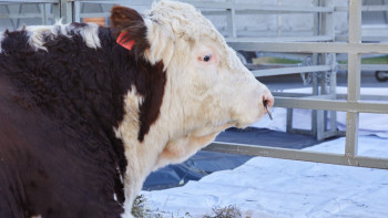 Фотография к новости: Ақтөбе облысында қарасан індетінен 6 бас мал өлді