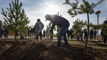 Фотография к новости: Астанада биыл 100 мың түп тал егілді