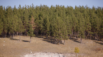 Фотография к новости: Еуропада орманды бақылау жүйесі енгізілді