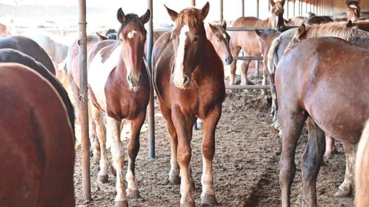  Шымкент қаласының әкімдігі