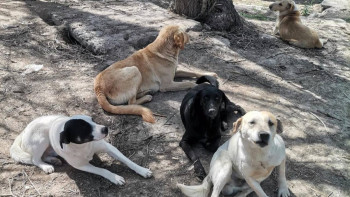 Фотография к новости: Алматыдағы қаңғыбас иттерге қандай шара қолданылып жатыр?