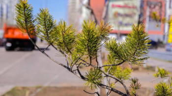 Фотография к новости: Астанада Көгалдандыру жарғысы әзірленіп жатыр