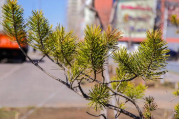 Фотография к новости: Астанада Көгалдандыру жарғысы әзірленіп жатыр