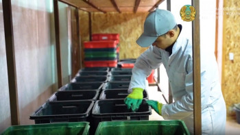 Фотография к новости: Жетісулық жас ғалымдар «қара сарбаз» шыбынын өсірудің жаңа технологиясын тапты