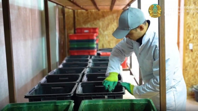 Жетісулық жас ғалымдар «қара сарбаз» шыбынын өсірудің жаңа технологиясын тапты