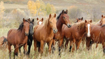 Фотография к новости: Қорғалжын қорығына жылқы жайғандар жазаланды