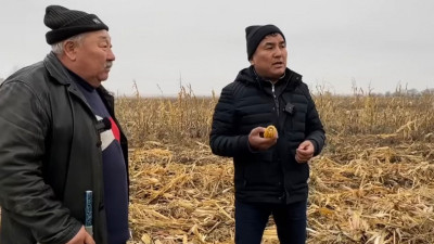 Алматы облысында жүгері өсіретін шаруалар өнімін өткізе алмай отыр