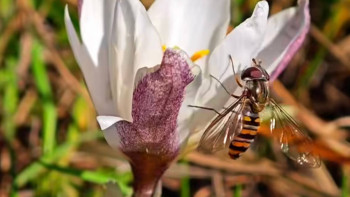 Фотография к новости: Алматы тауларында бәйшешек гүлдеді