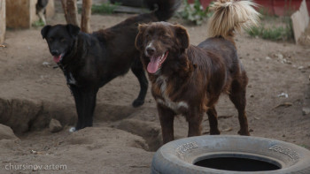 Фотография к новости: Балаларды қаңғыбас иттерден қалай қорғаймыз? – Министрлік жауап берді