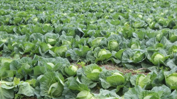 Фотография к новости: Түркістандық диқандар қырыққабат өнімін жинап жатыр