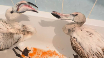 Хайуанаттар бағы Ақтауда құтқарылған фламинголарды панасына алатын болды
