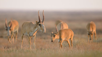 Фотография к новости: "Киік санын қасқырлар неге азайта алмайды?" - министрлік жауап берді
