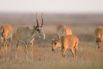 Фотография к новости: "Киік санын қасқырлар неге азайта алмайды?" - министрлік жауап берді