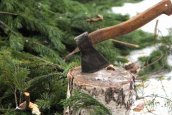 Фотография к новости: ІІМ қазақстандықтардан шыршаны заңсыз кесу фактілері туралы хабарлауды сұрайды