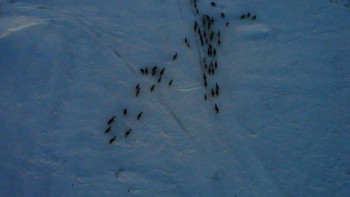 Фотография к новости: Ақмолалық полицейлер жоғалған 103 жылқыны иелеріне қайтарды