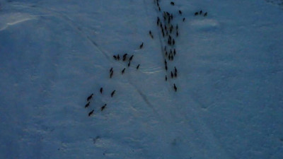 Ақмолалық полицейлер жоғалған 103 жылқыны иелеріне қайтарды